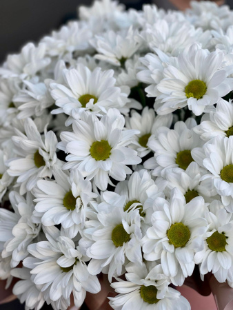 Мега - композиция №8 (33 хризантемы)